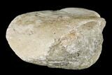 Fossil Dinosaur Ungual (Claw) Bone - Montana #184000-3